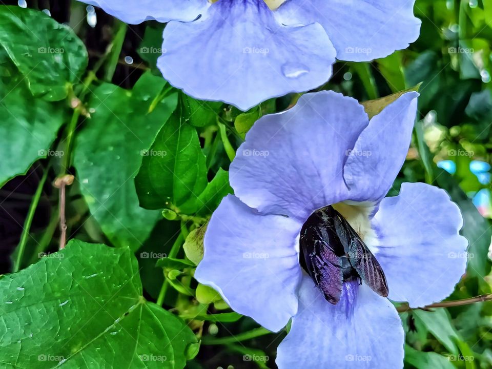 A carpenter bee was collecting nectar from the clockvine flower.