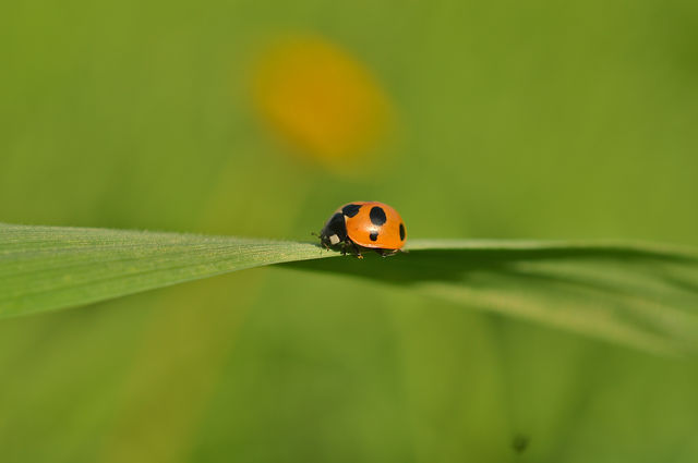 Summer, a sunny day, the grass is green, the Ladybug is running, bask in the sun, and take shelter in the grass, in the coolness of the shady grass.