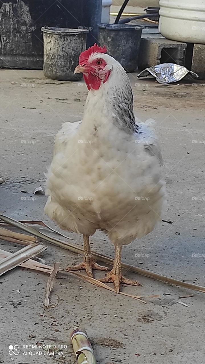 A wonderful hen, I think she's thinking of something