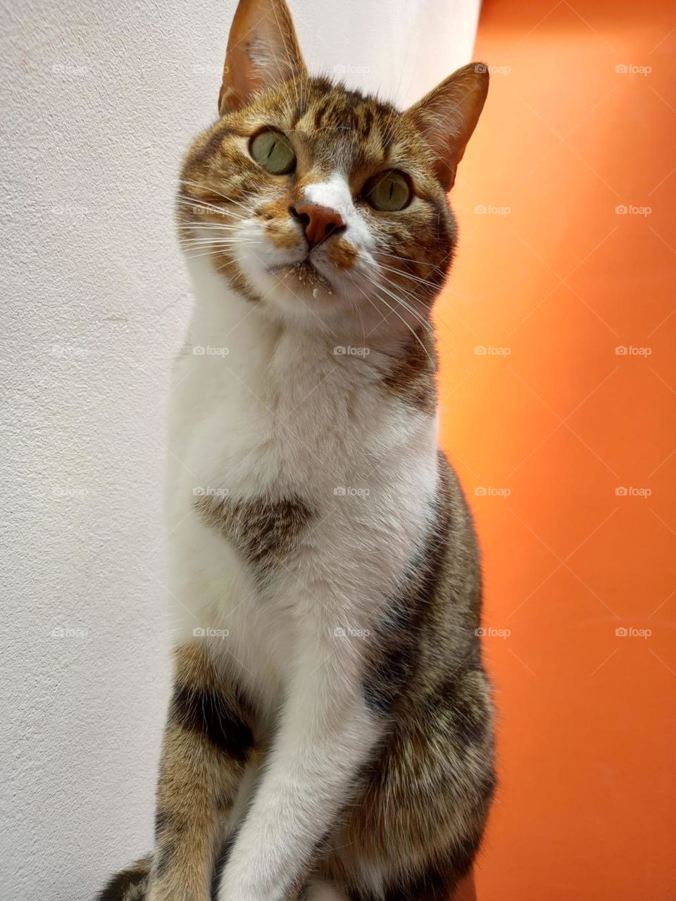 My dirty and beautiful cat