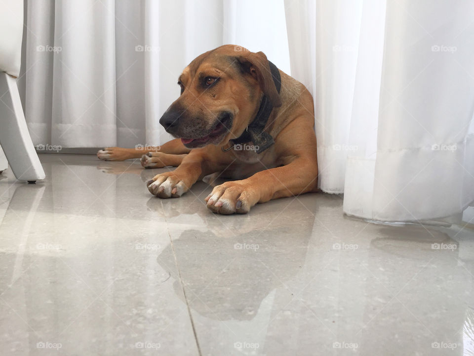 Dog, Sit, Portrait, Indoors, Pet