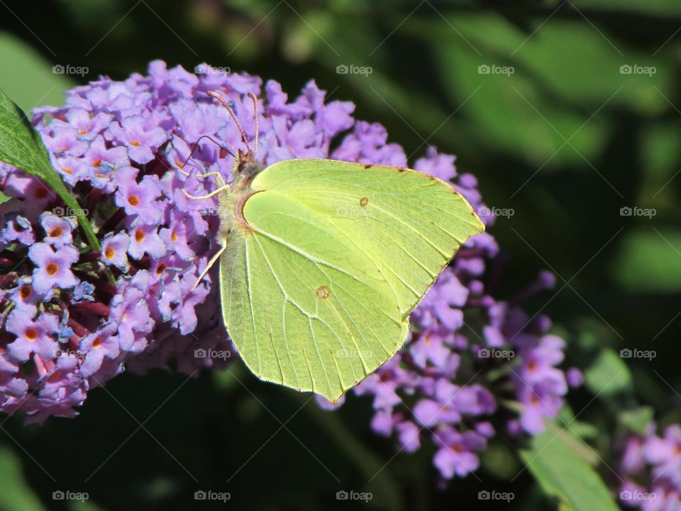 Yellow butterfly on a lilac flower