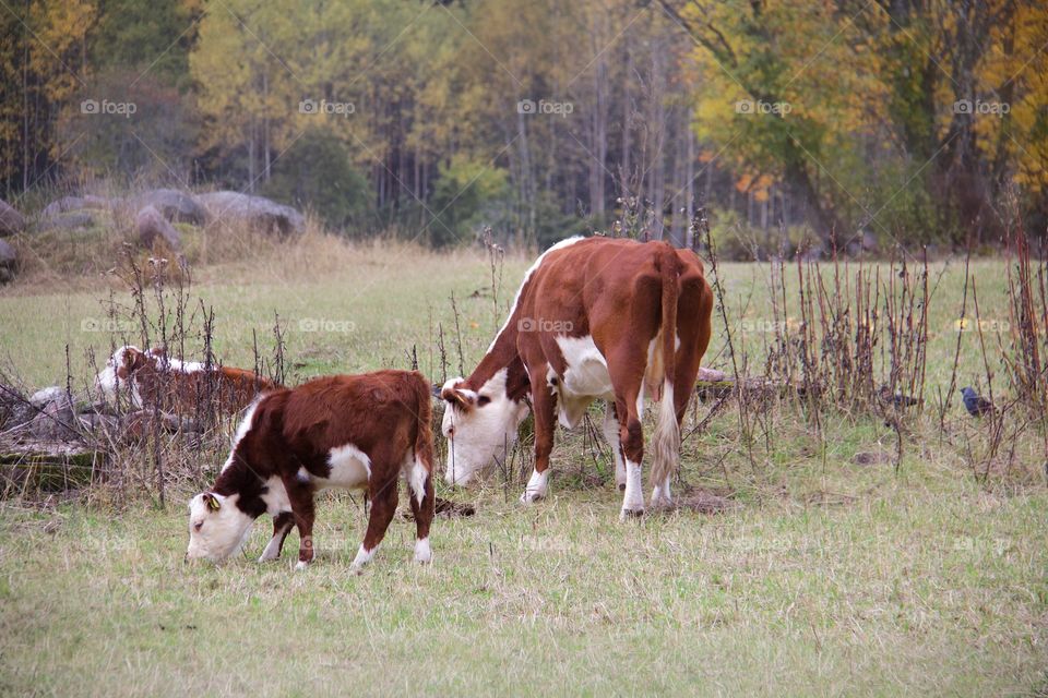 cows with calf