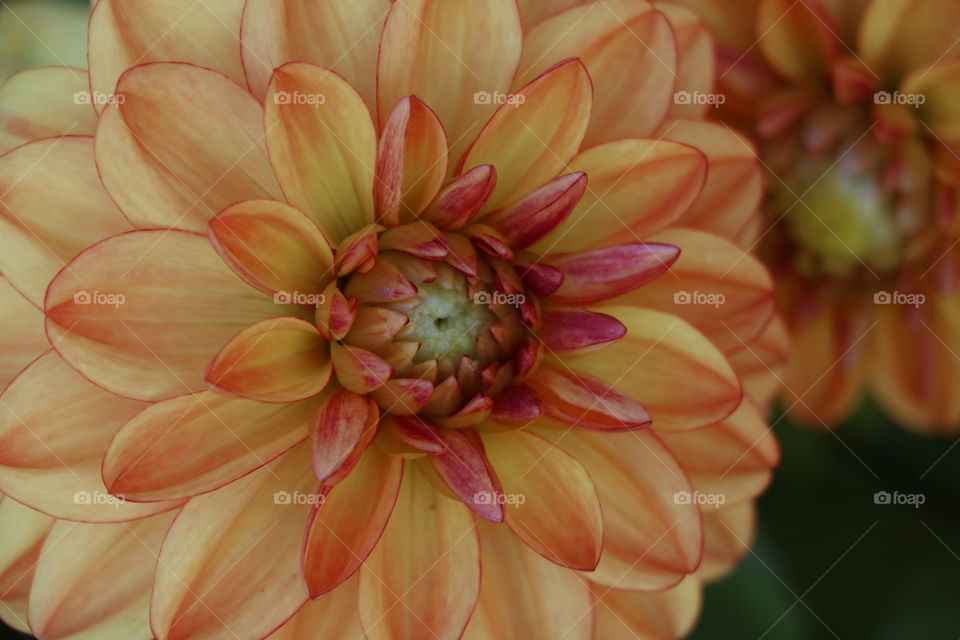 bright, vivid and colorful blossoming dahlia flower in details