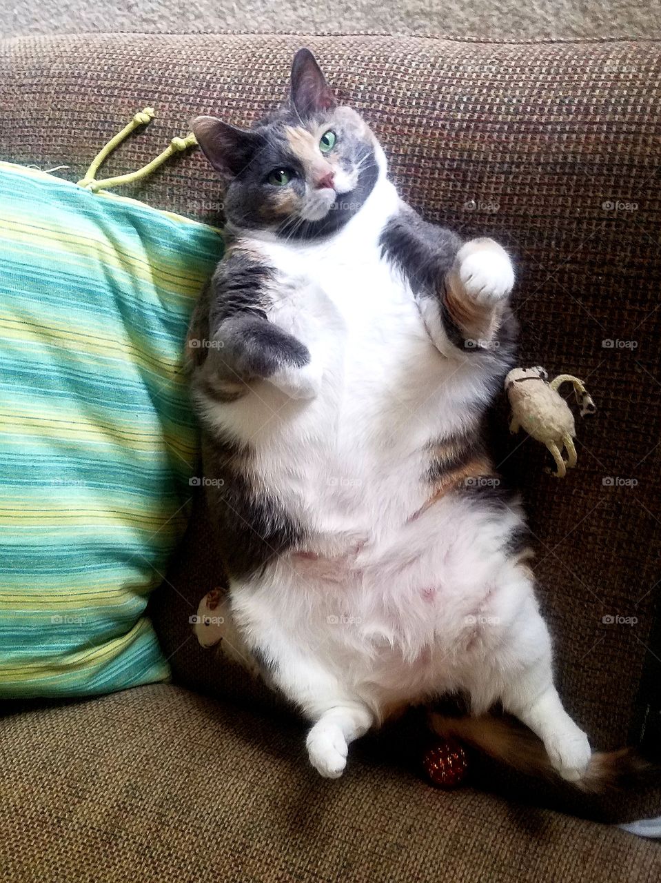 Fat Kitty on Her Back