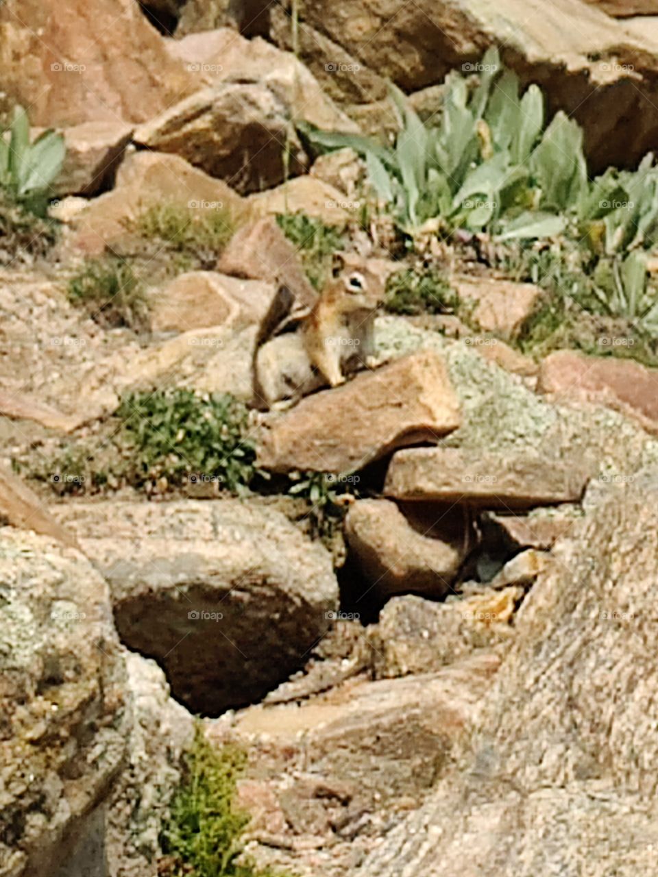 Chipmunk guarding his berries