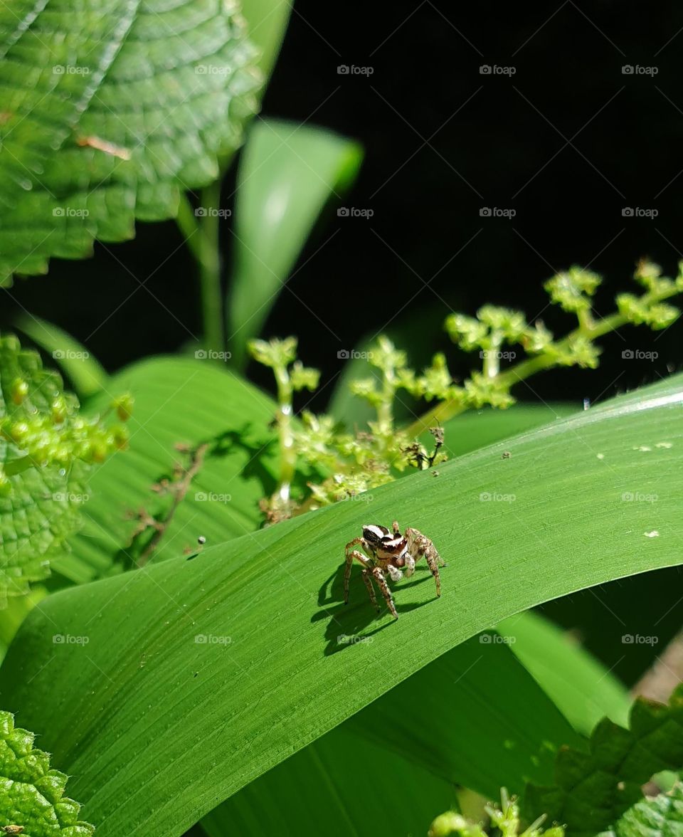 here you can see a tiny spider and its shadow, a clear and simple silhouette can be seen in it