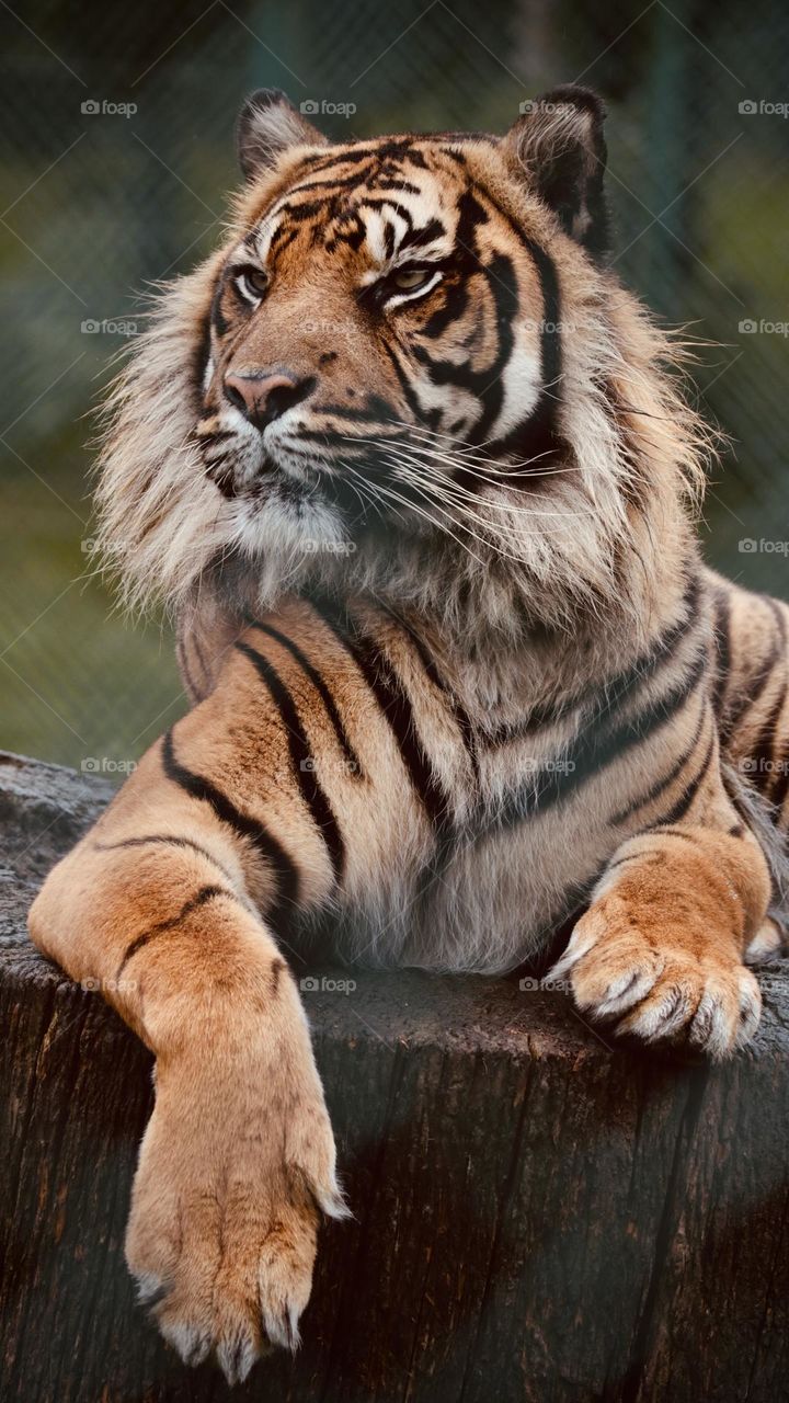 Tiger 