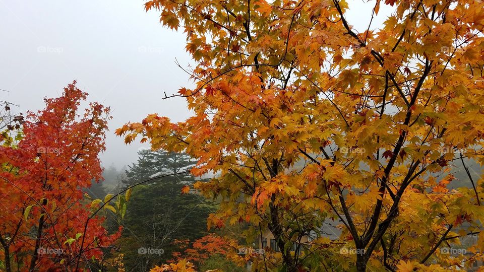 Foggy forest