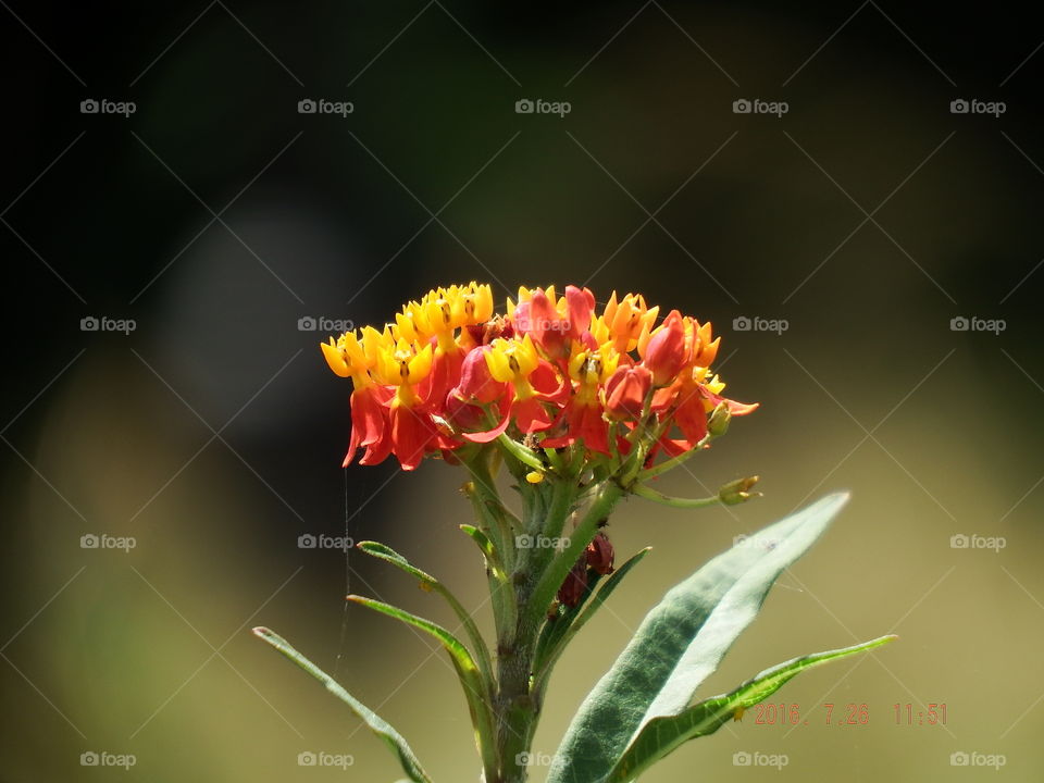 Small yellow and red flowers against dark background.