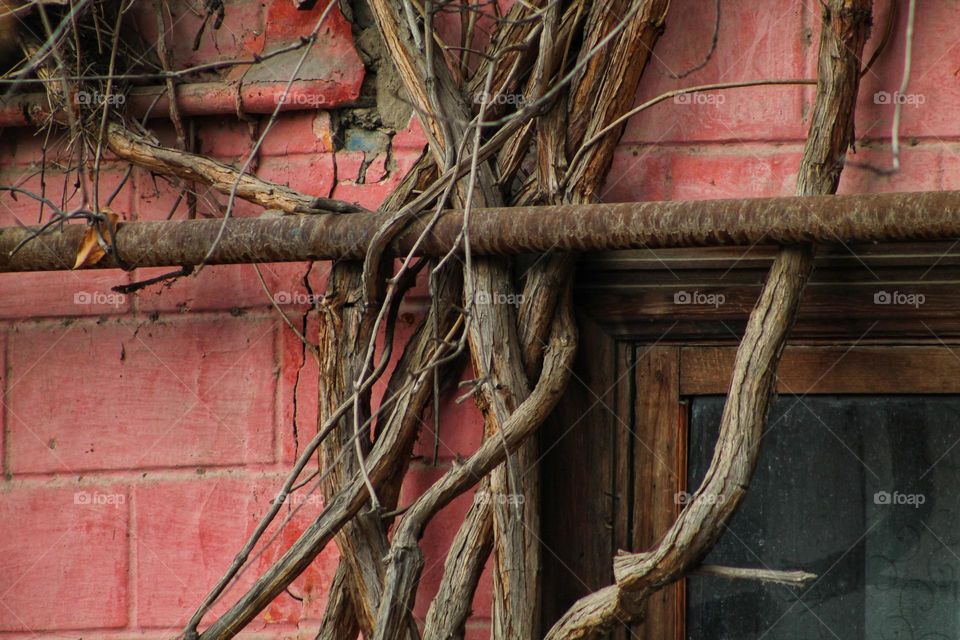 on a pink wall, a dry grape vine stretches upwards overcoming a pipe and splitting the wall