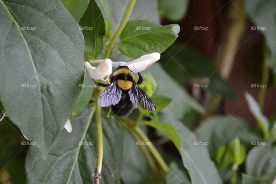 Bee on plant