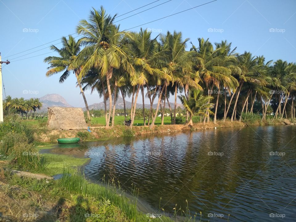 Coconut trees near a pond with mountains in background - Nature