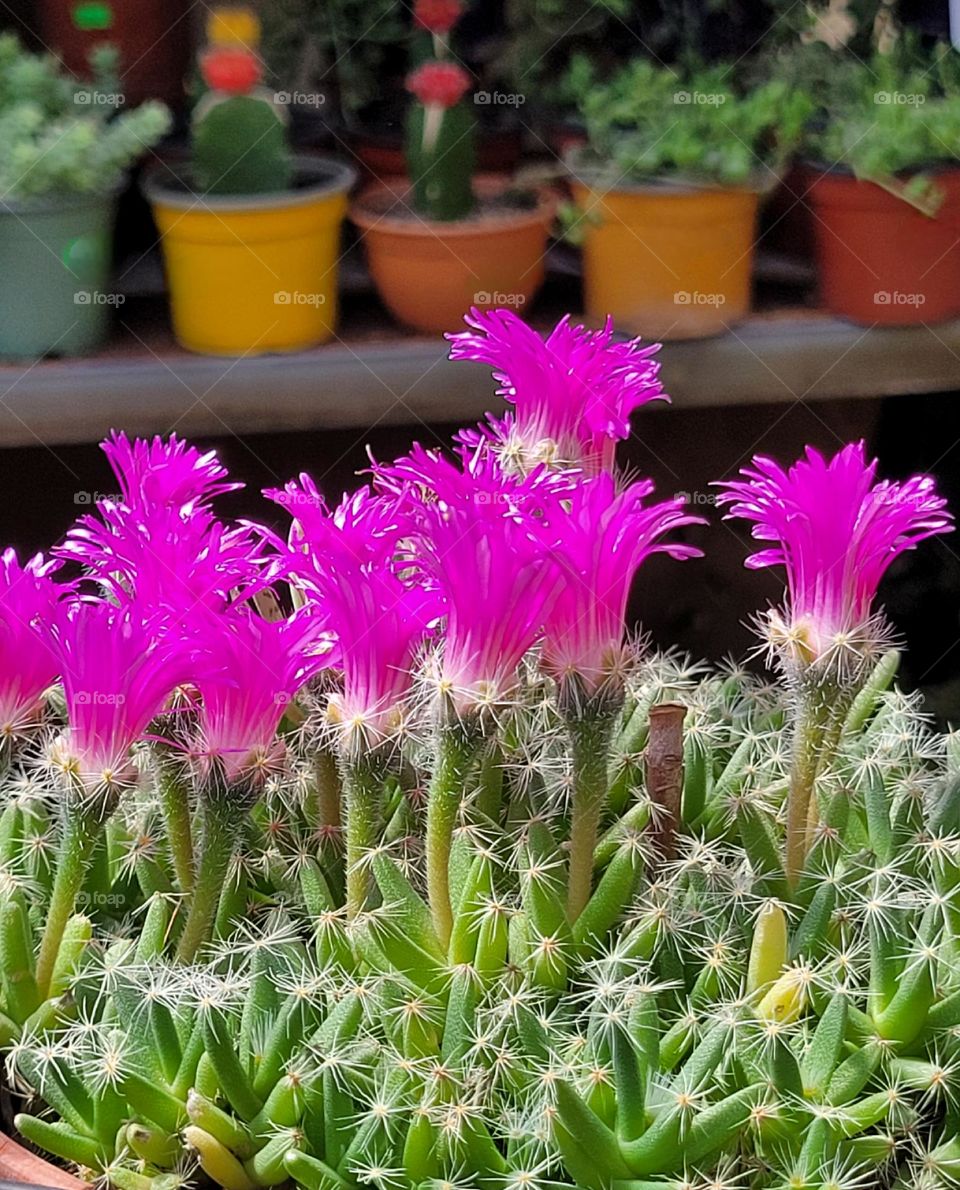 complementary colors