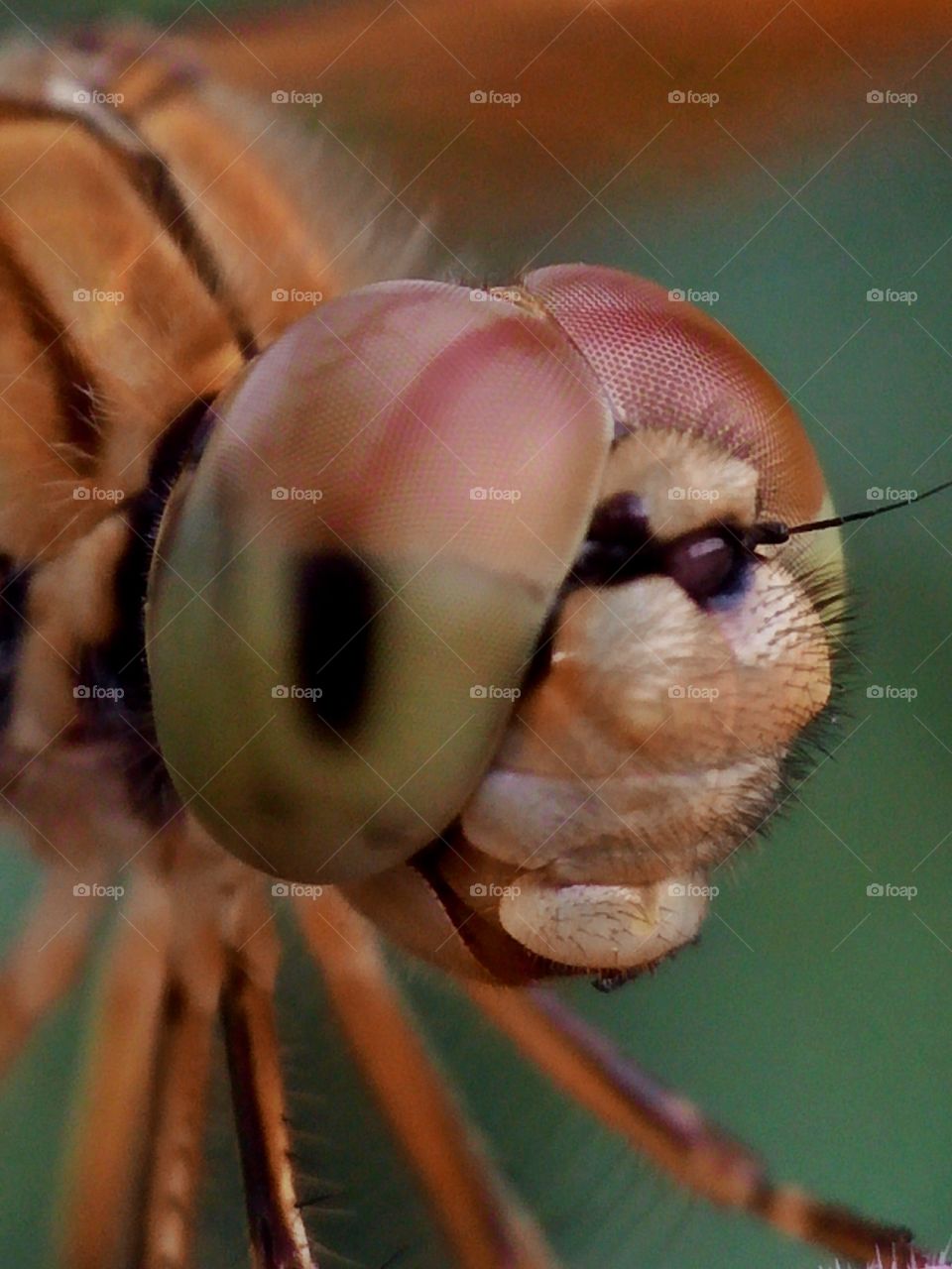 insects. Big Head, Smile