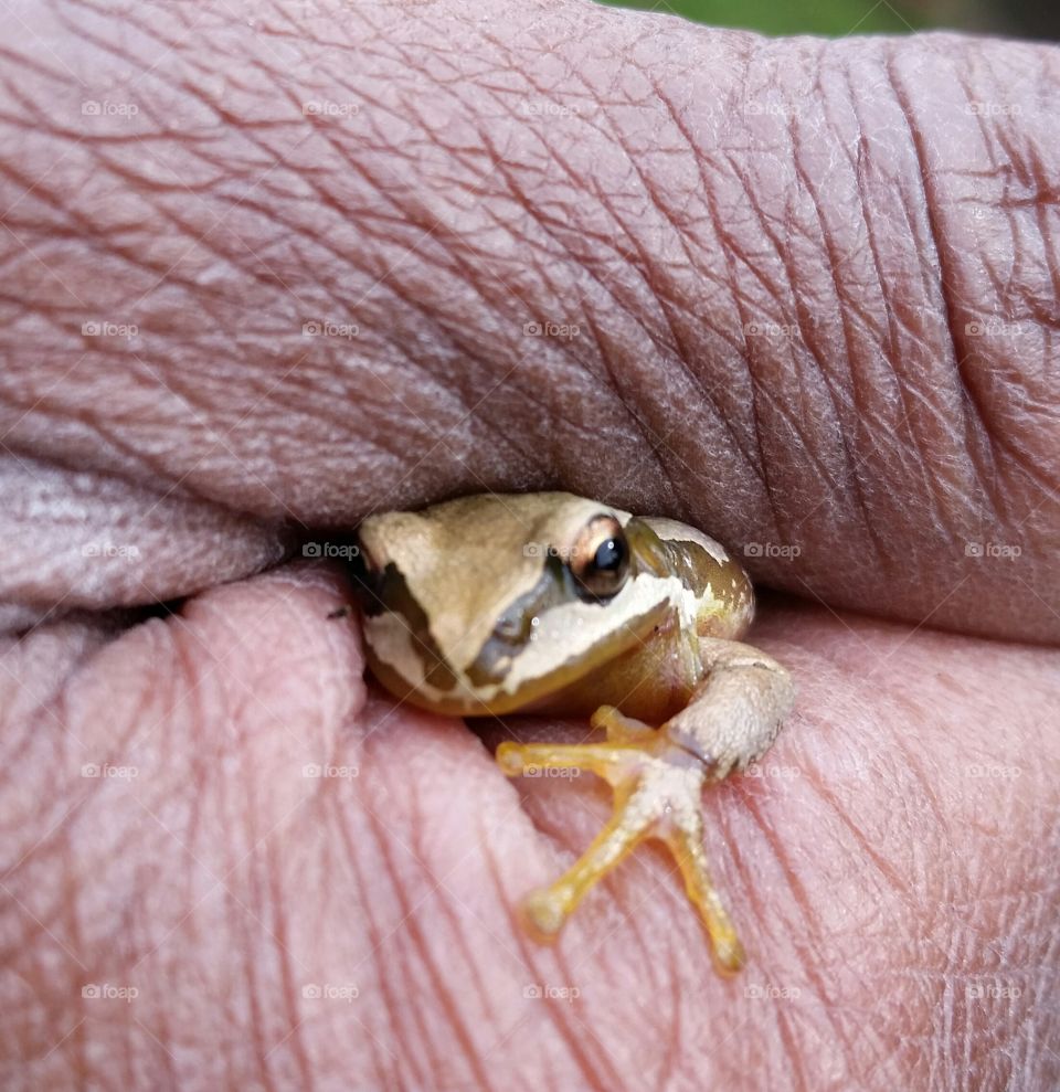 Tree frog,  this little guy jumped onto my friend's foot.