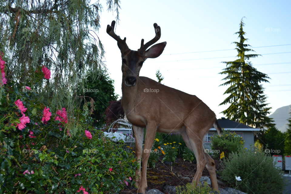 Canadian landscapes make Buck deer with antlers at dusk in rural British Columbia
