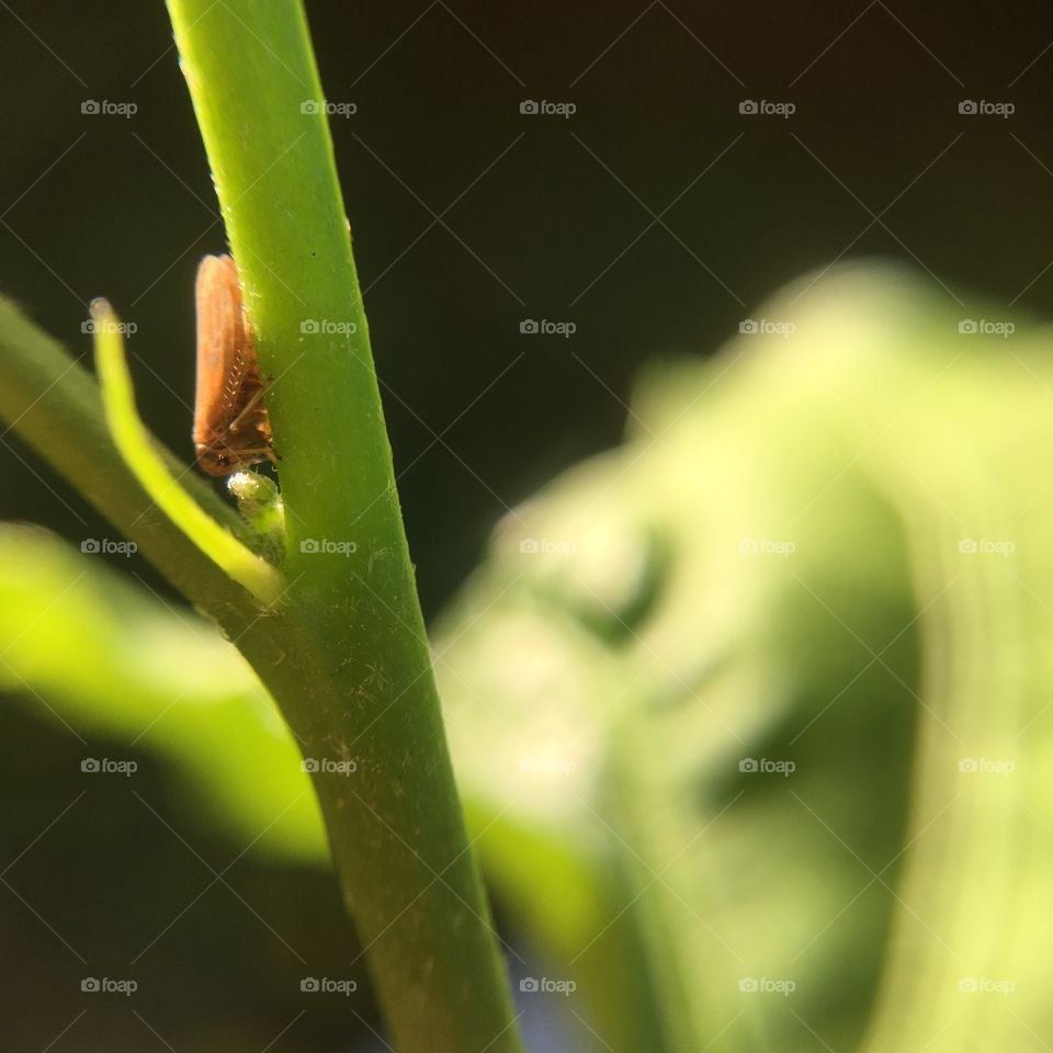 Tiny brown butterfly