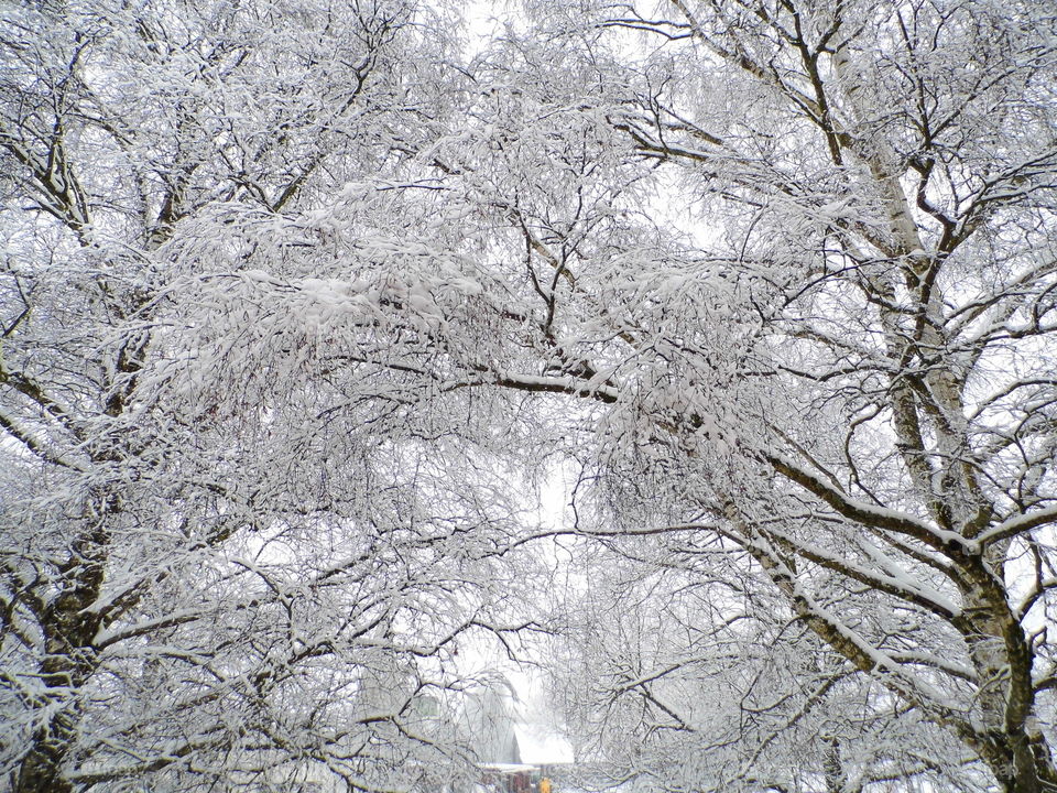 two tree in winter and beautiful nature