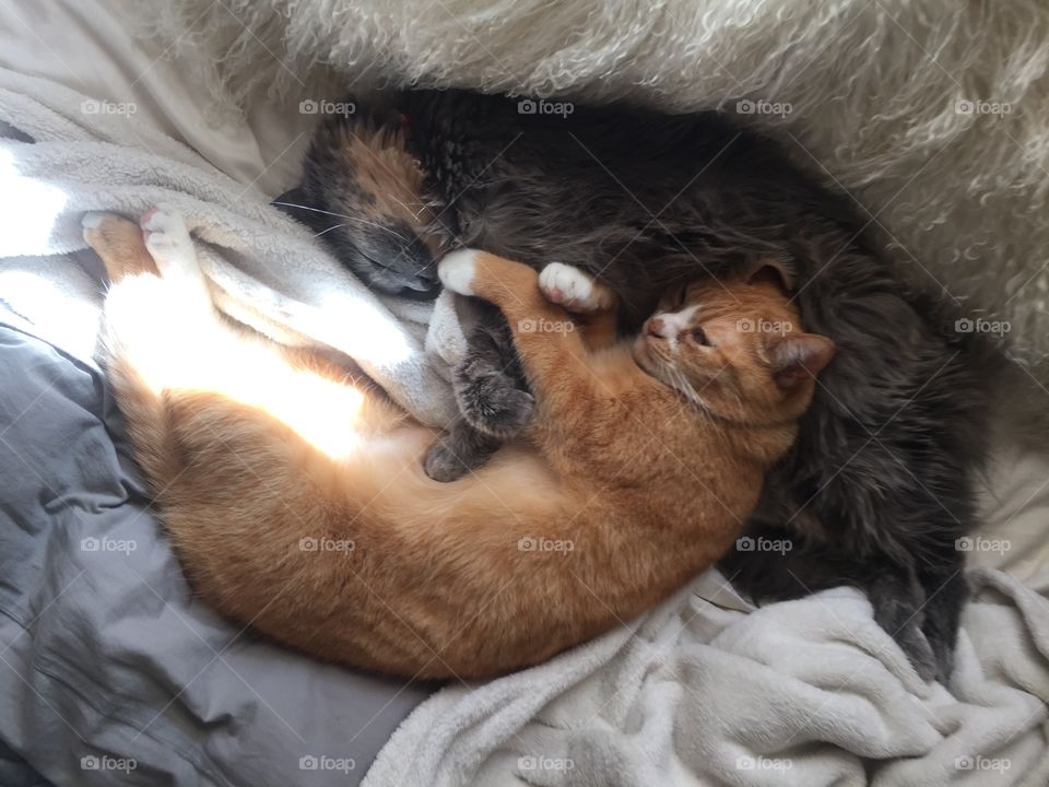 Sleep, Bed, Sleepy, Mammal, Portrait