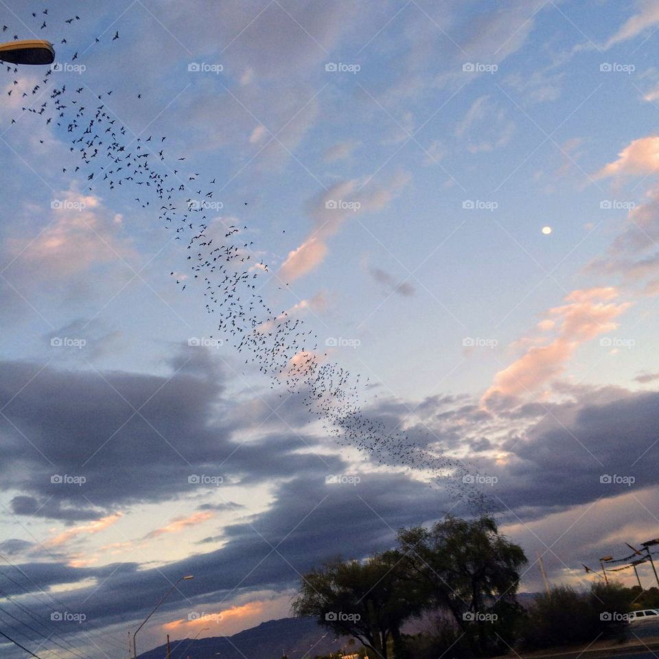 bats across the sky