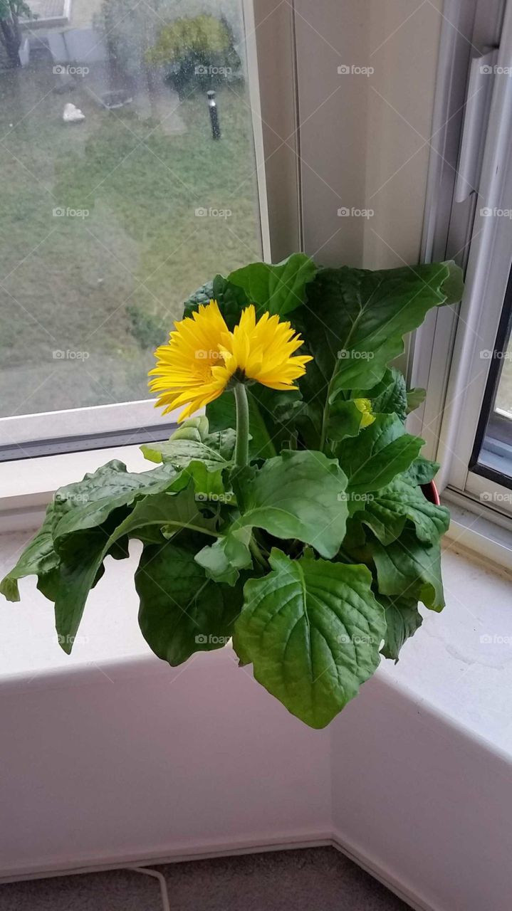 Siamese Twins Conjoined Yellow Flower