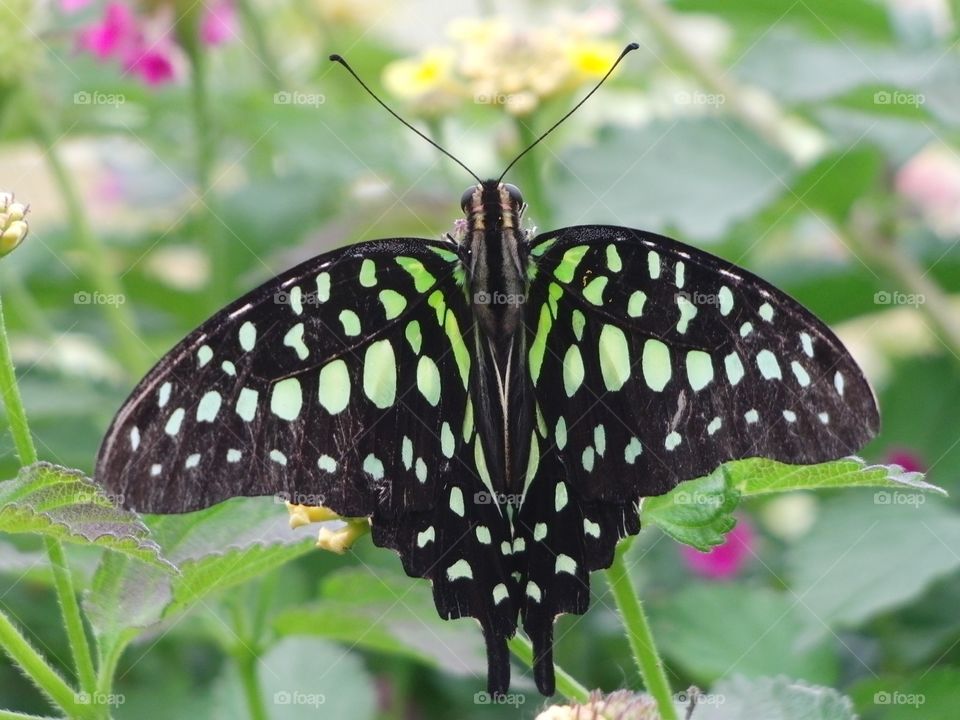 Green dotted butterfly