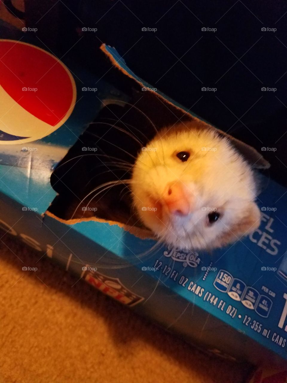 ferret in a box