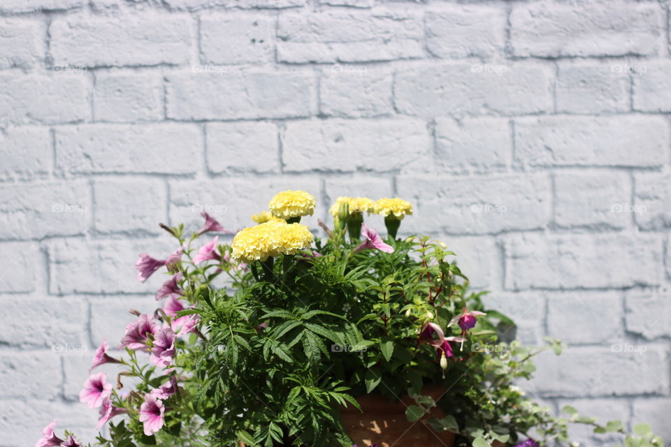 Flower, Garden, No Person, Flora, Stone