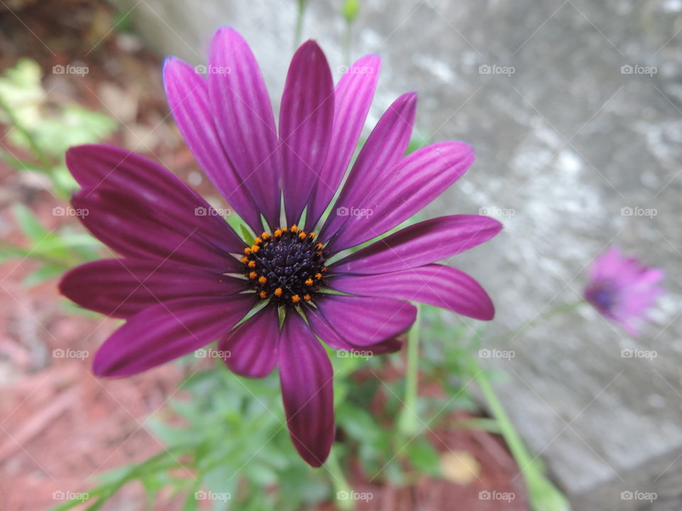 purpley. an unknown wild flower