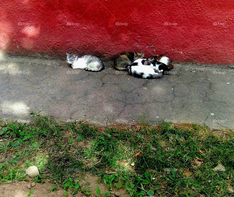 sleeping kittens