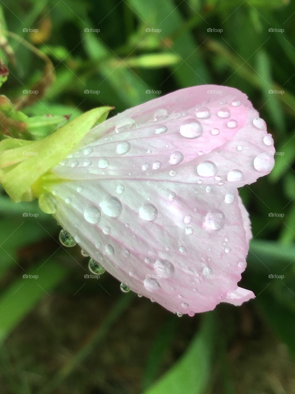 Raindrops on Flower2