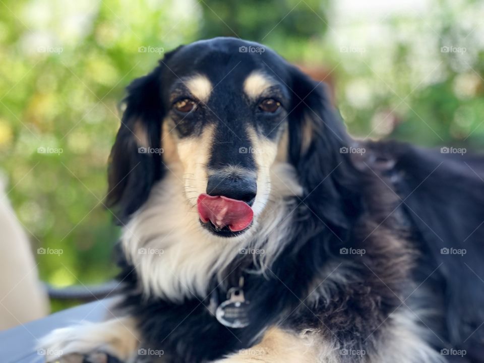 Foap Mission Dogs of the USA! Close Head Shot Unique Long Haired Dachshund Lucking His Chops🐾