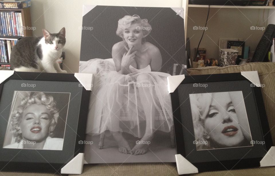 Marilyn pictures gift received & cat.