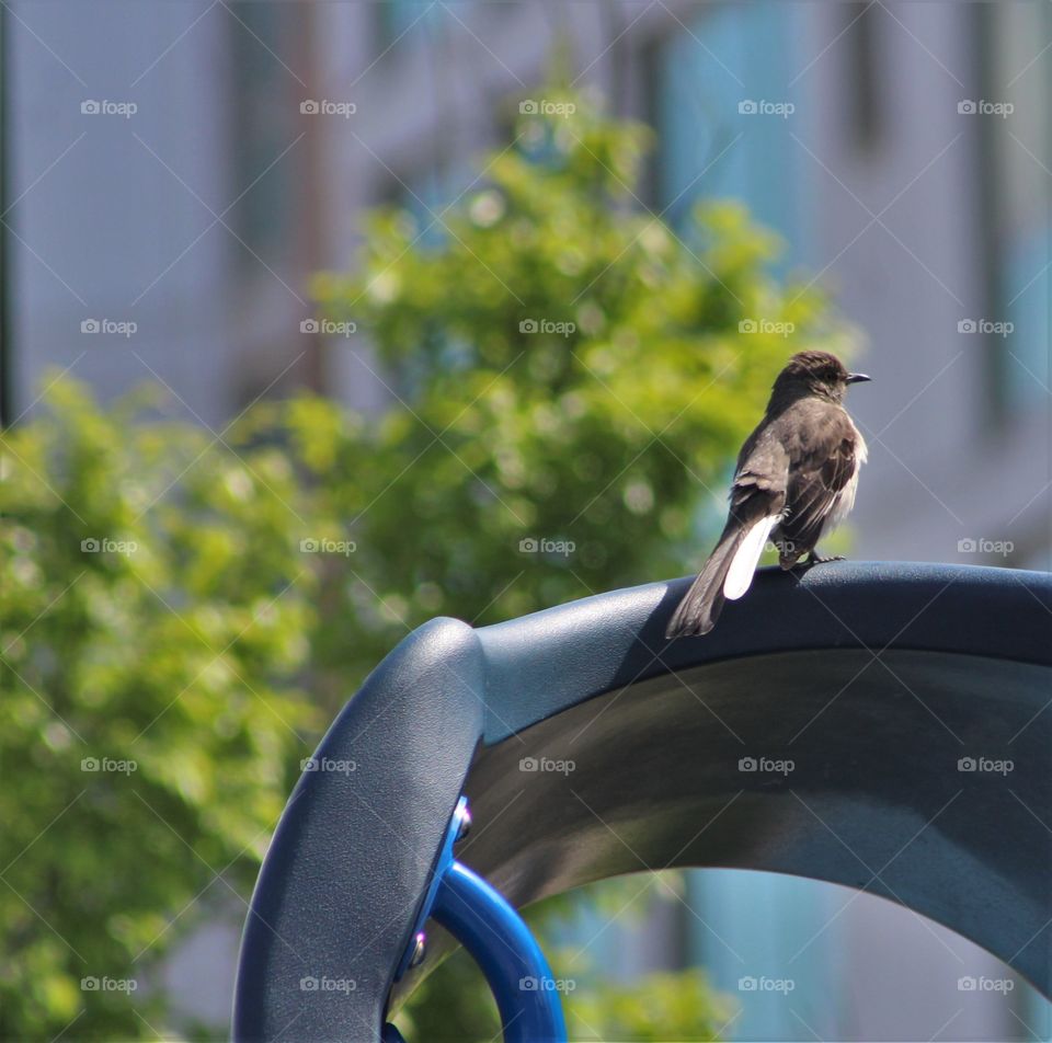 Northern mockingbird (mimus polyglottos) with white tail feathers rests on playground equipment with trees in background 