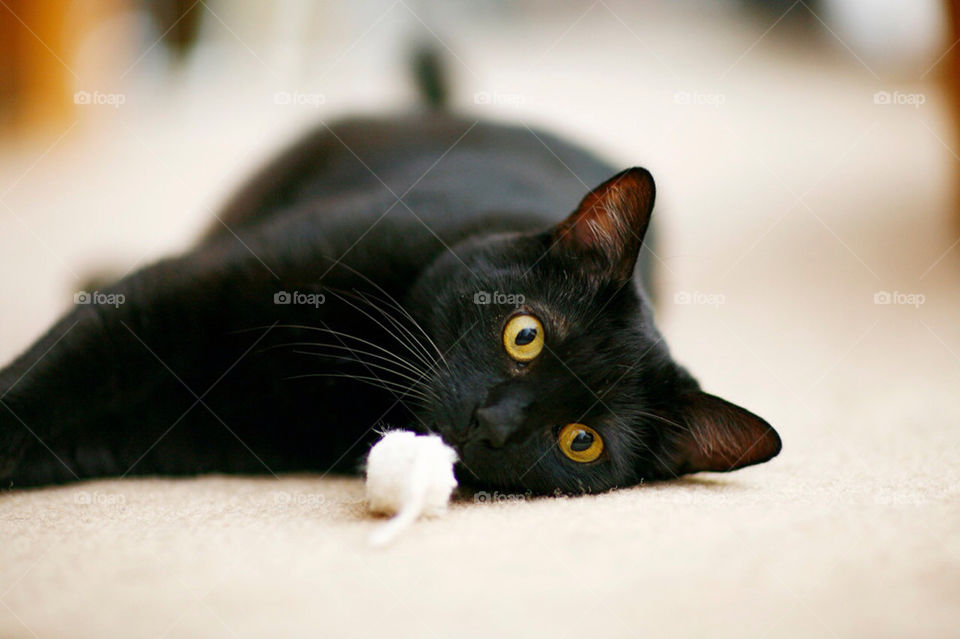play cat animal cute by oraniphoto