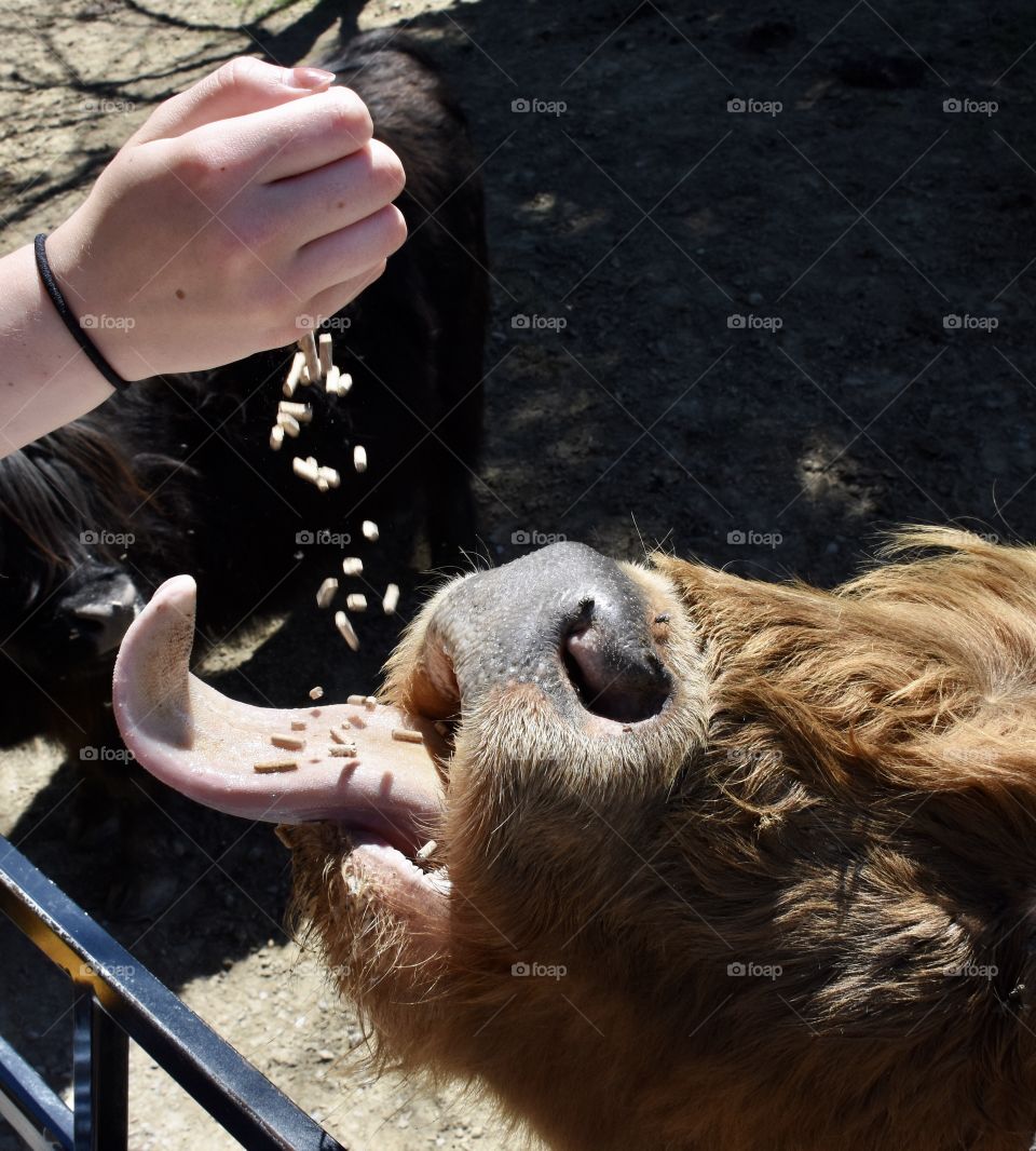 Feeding animals at an animal sanctuary 