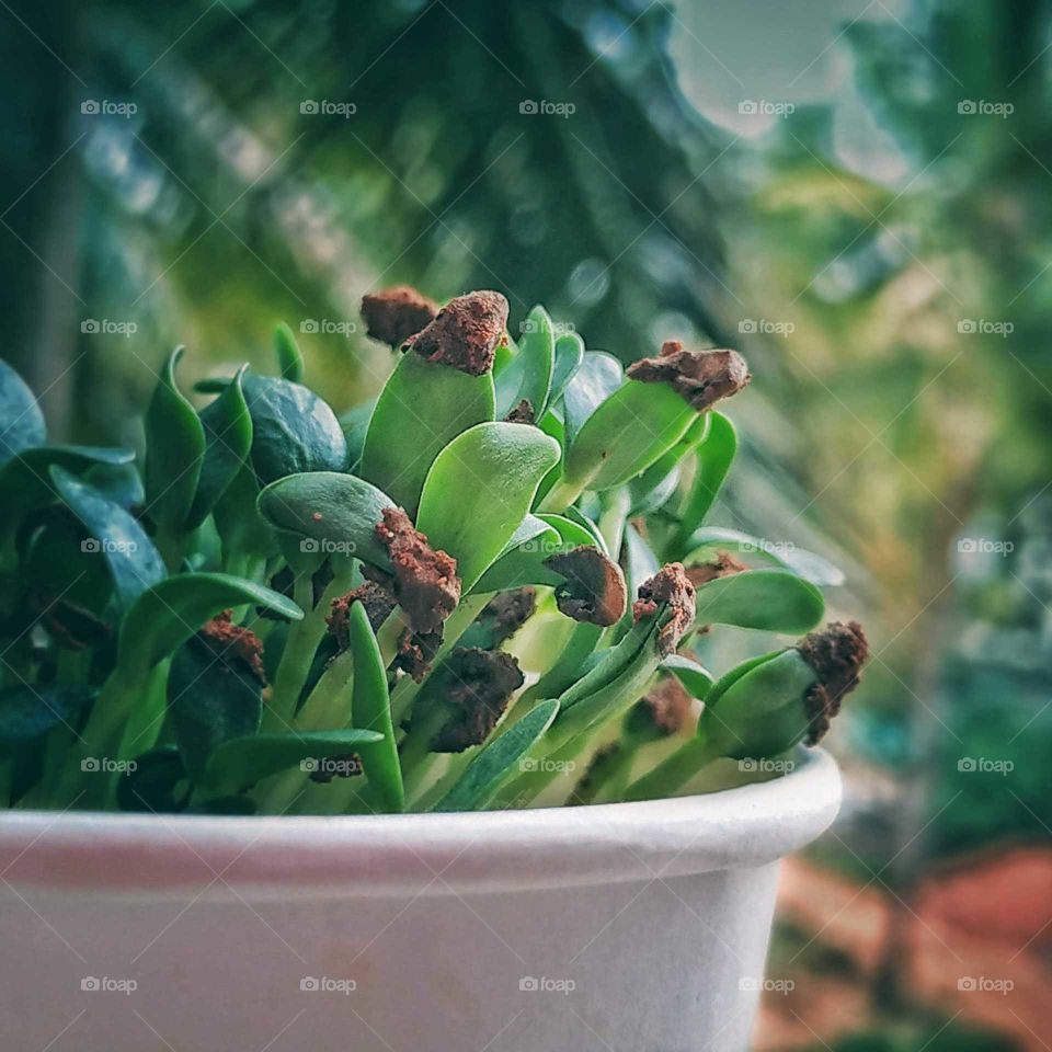 green plant in a cup