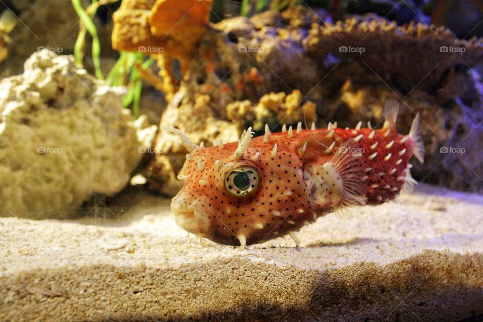 Orange fish swimming in ocean