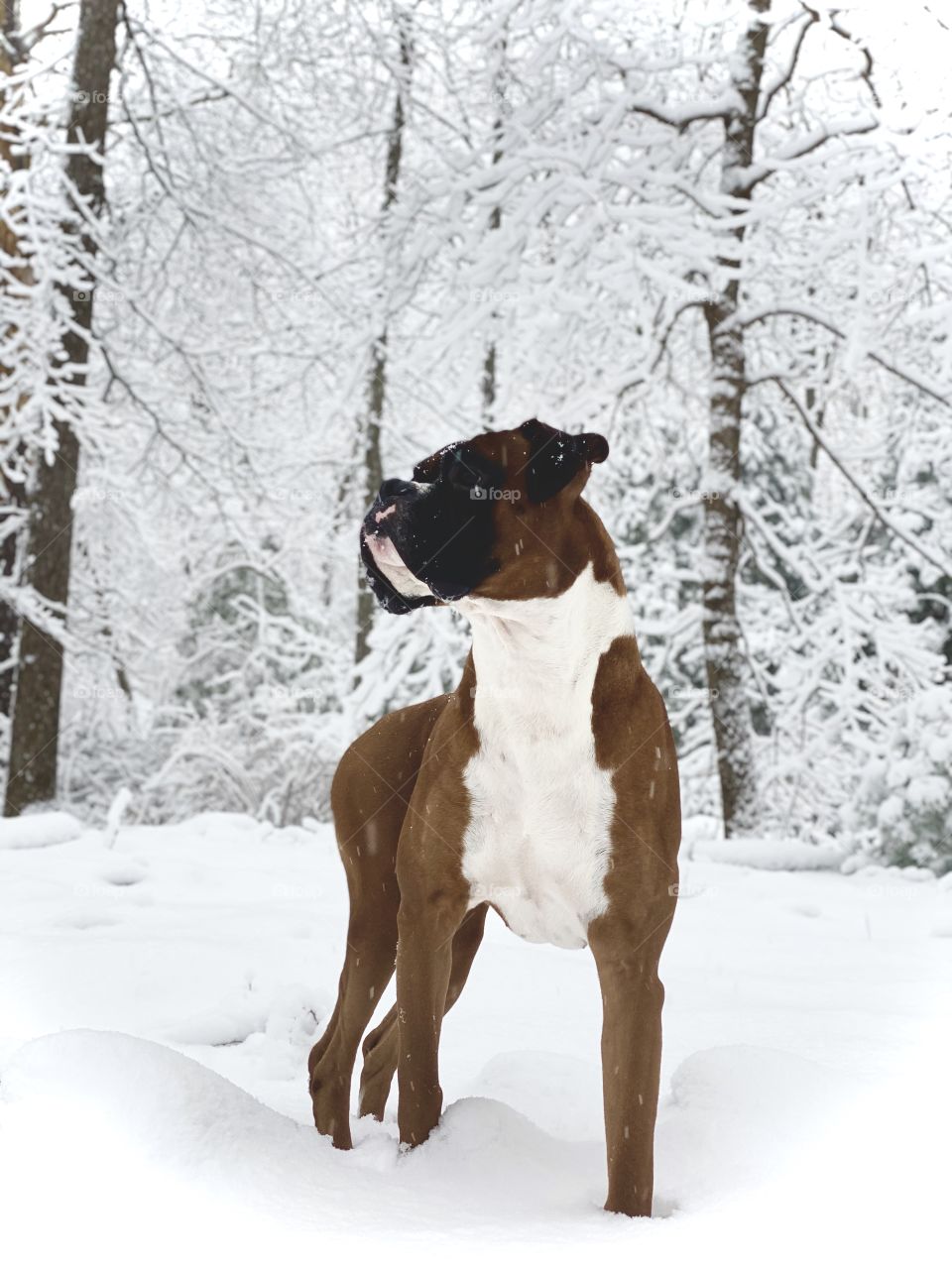 Stud in a snowstorm