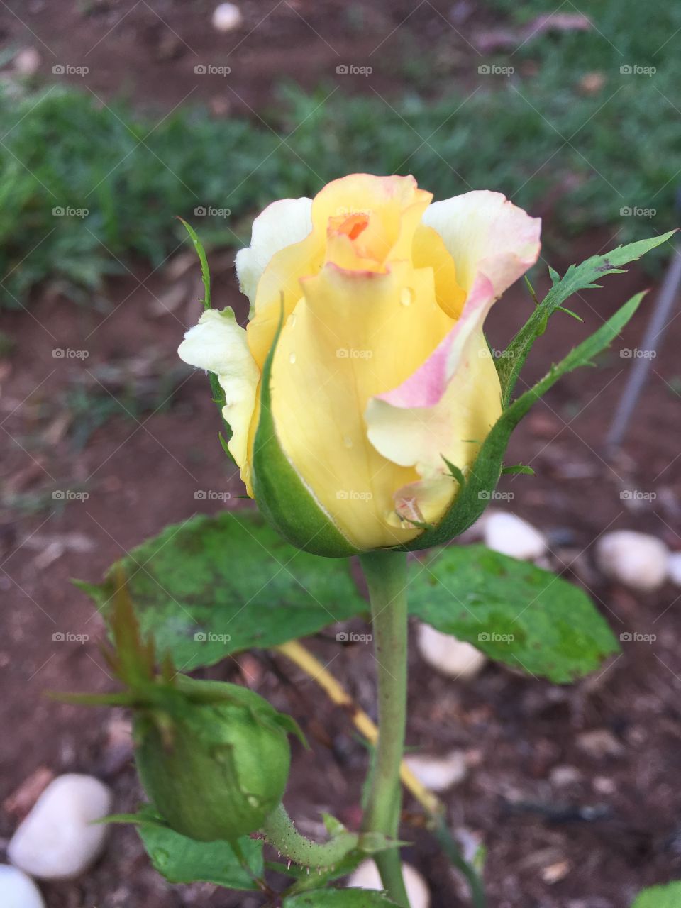 🌼#Flores do nosso #jardim, para alegrar e embelezar nosso dia!
#Jardinagem é nosso #hobby.
🌹
#flor #flowers #flower #pétalas #garden #natureza #nature #flora