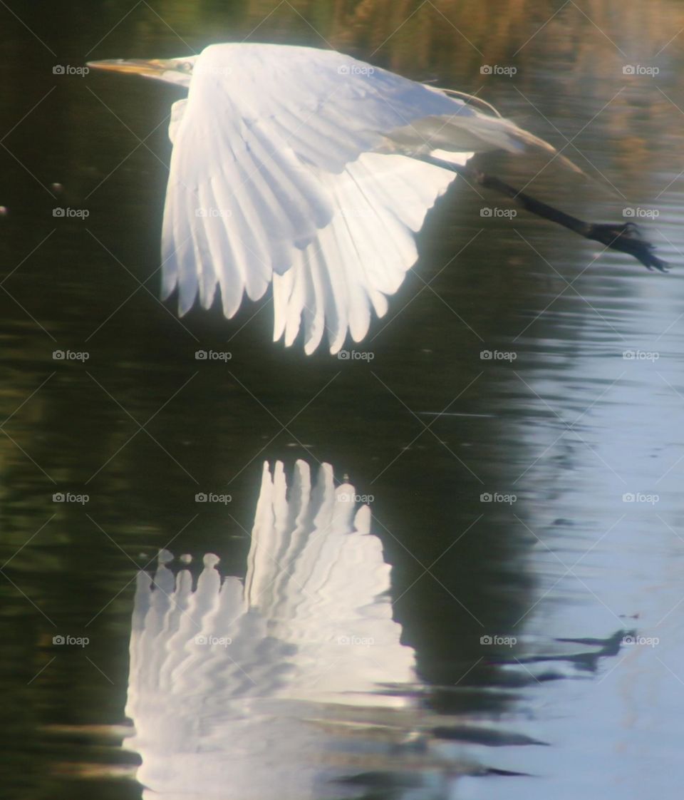 Great White Egret in Flight