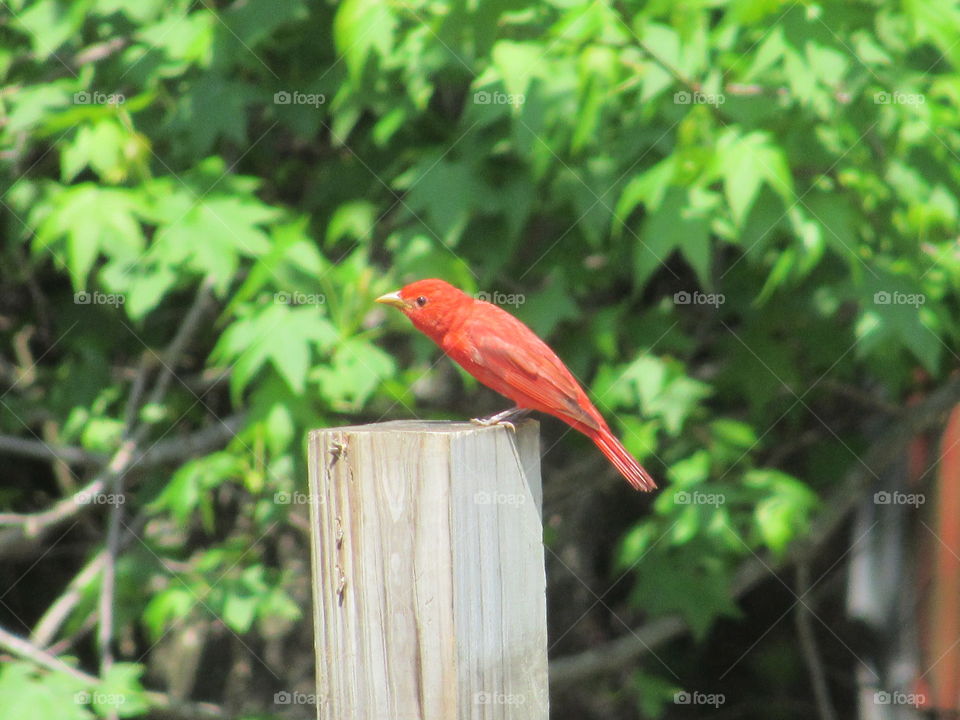 Summer Tanager in a post