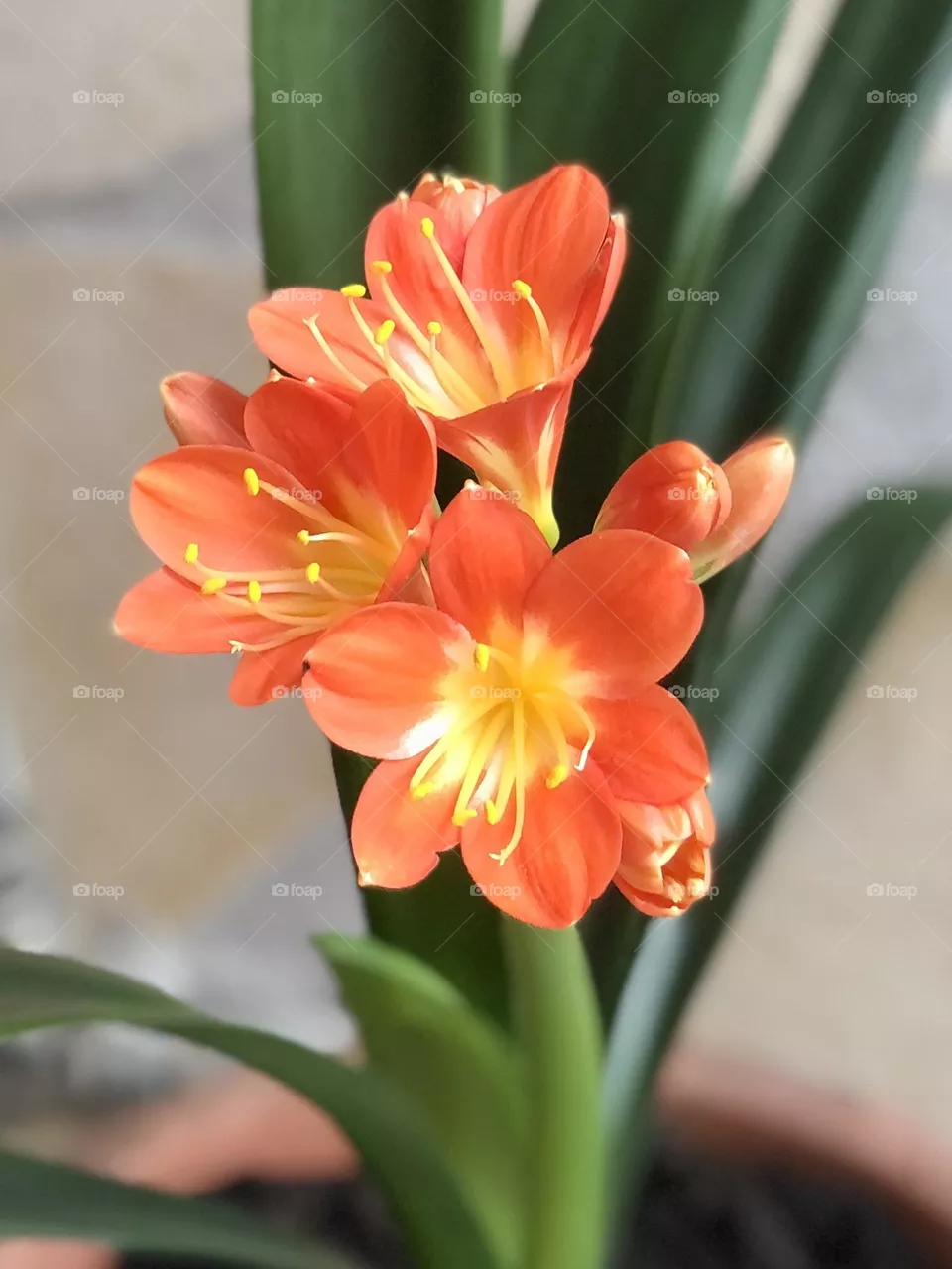 Fiore 