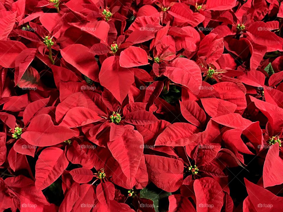 Poinsettia 
