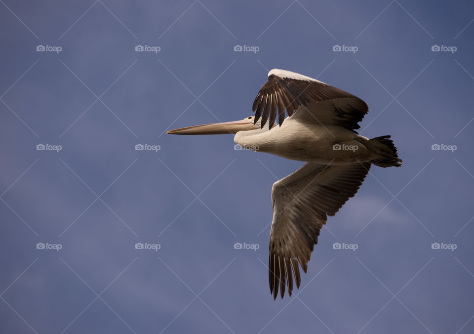 Australian Pelican 
