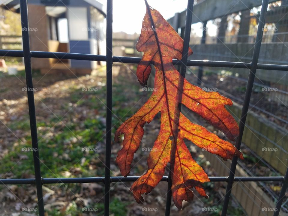 Fallen leaf stuck on fencing