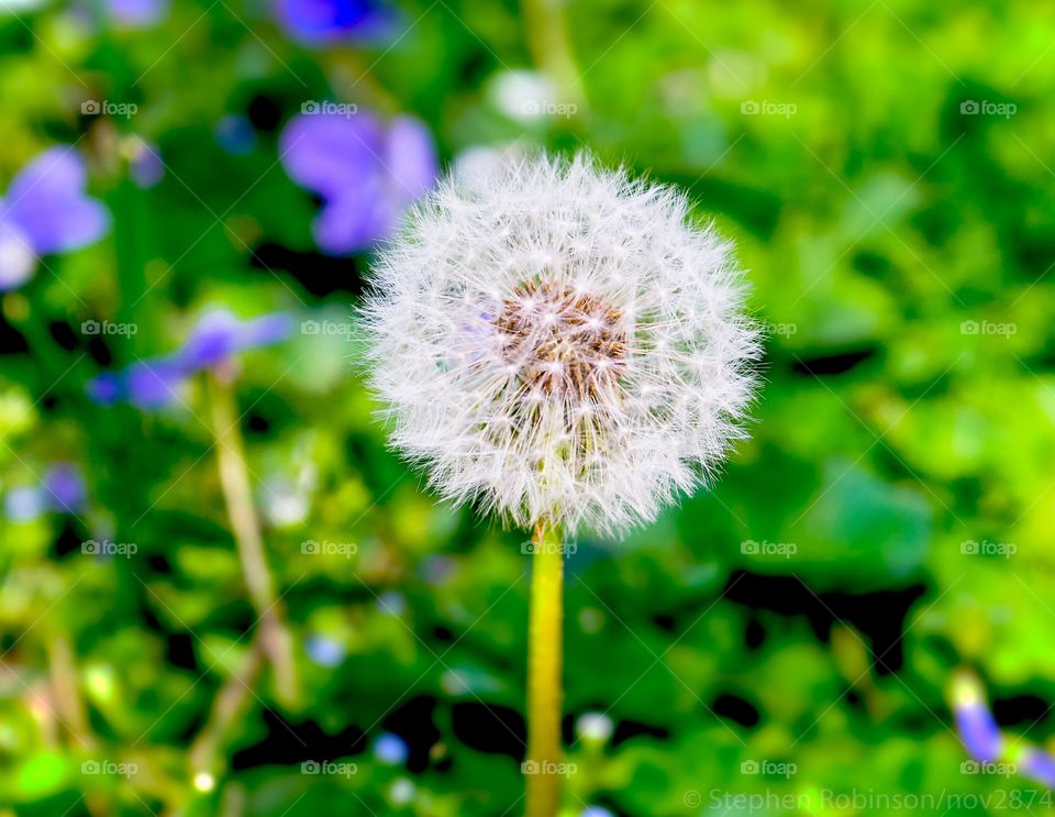 make a wish dandelion