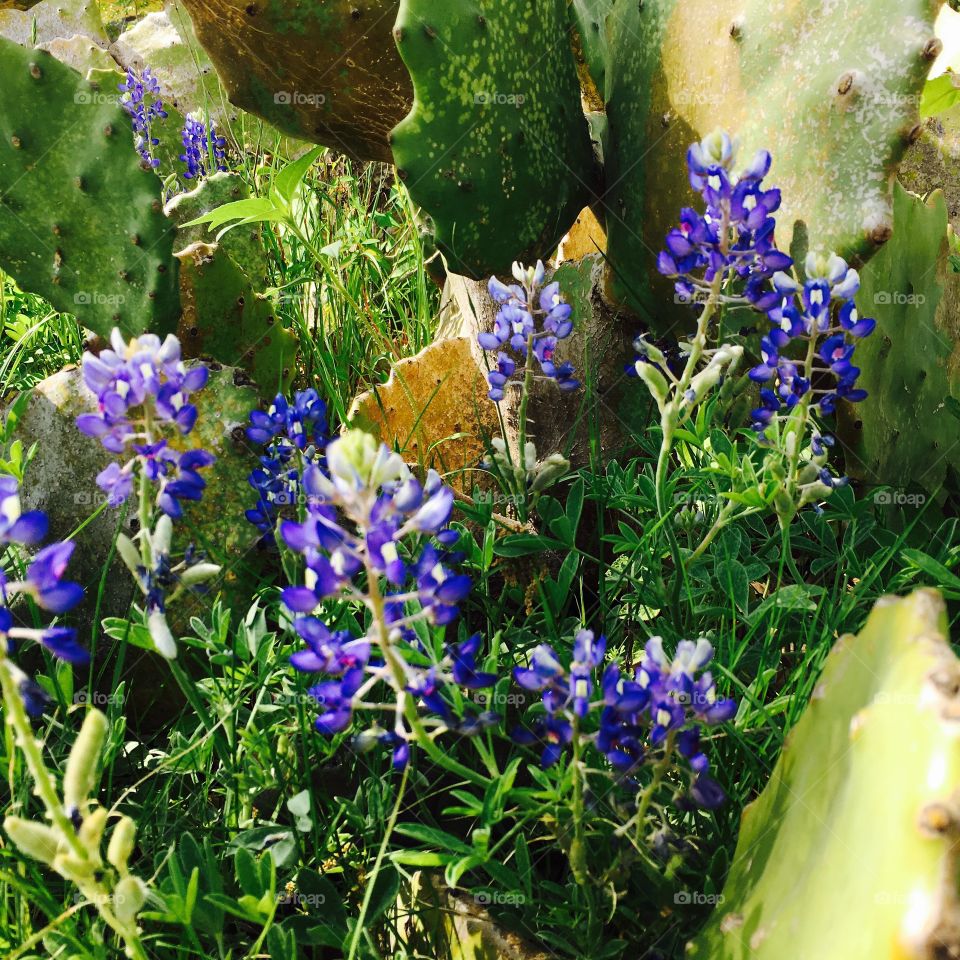 Bluebonnets and cactus 
