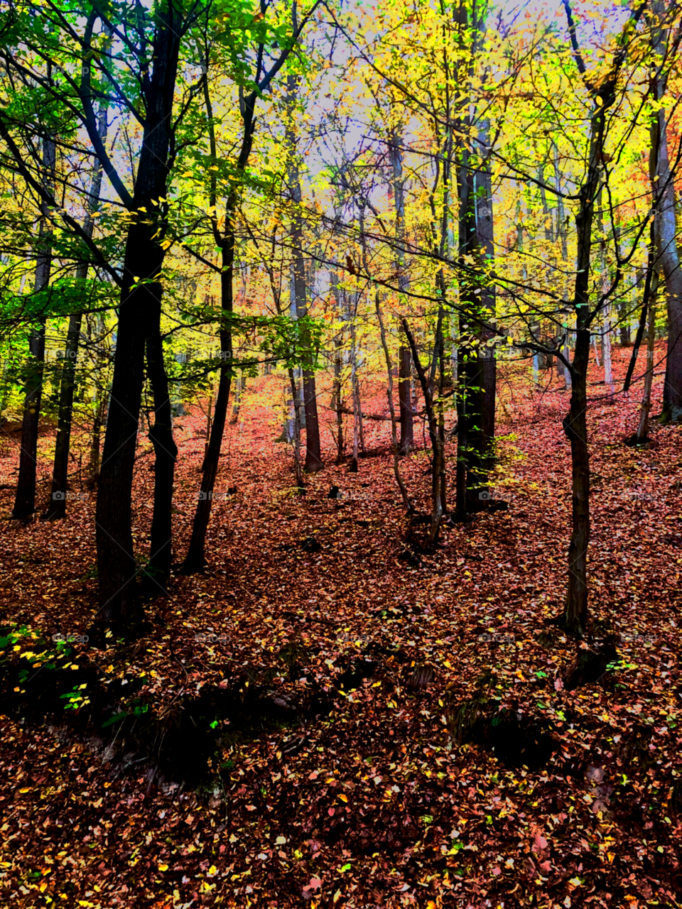 Beauty of Autumn Forest